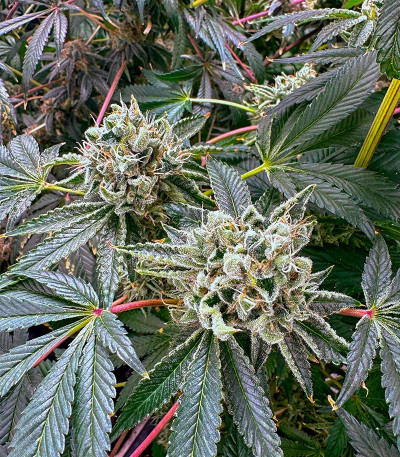 Сорт Farmer’s Daughter fem (Humboldt Seed Company) Сорт Farmer’s Daughter fem (Humboldt Seed Company) — изображение 4