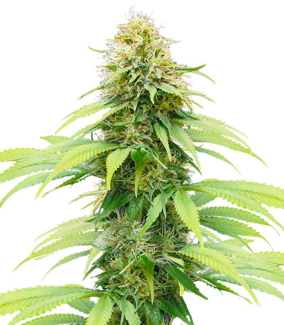 Сорт Auto CBG-Force fem (Dutch Passion) Сорт Auto CBG-Force fem (Dutch Passion)
