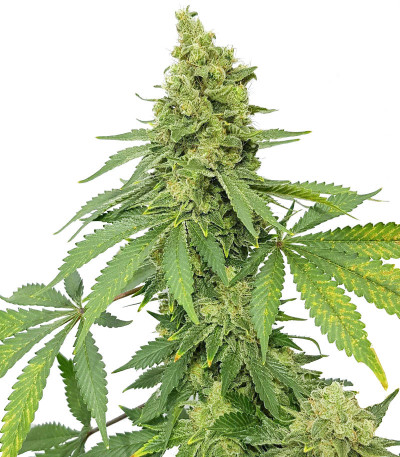 Сорт Blueberry Hill fem (Herbies Seeds) Сорт Blueberry Hill fem (Herbies Seeds)