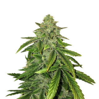 Сорт Bruce Banner fem (Cali Buds Seeds) Сорт Bruce Banner fem (Cali Buds Seeds)