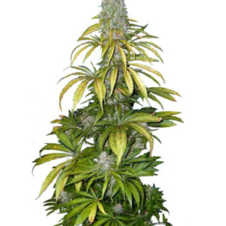 Сорт Chrystal fem (Nirvana Seeds)