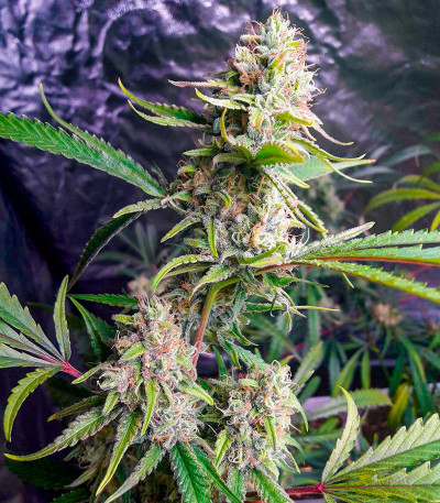 Сорт Critical XXL fem (Herbies Seeds) Сорт Critical XXL fem (Herbies Seeds) — изображение 3