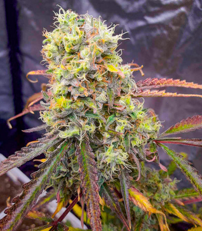 Сорт Critical XXL fem (Herbies Seeds) Сорт Critical XXL fem (Herbies Seeds) — изображение 5