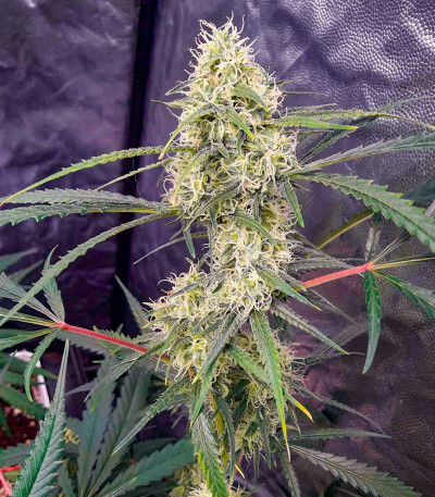 Сорт Critical XXL fem (Herbies Seeds) Сорт Critical XXL fem (Herbies Seeds) — изображение 6