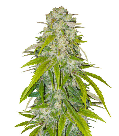 Сорт Critical XXL fem (Herbies Seeds) Сорт Critical XXL fem (Herbies Seeds)