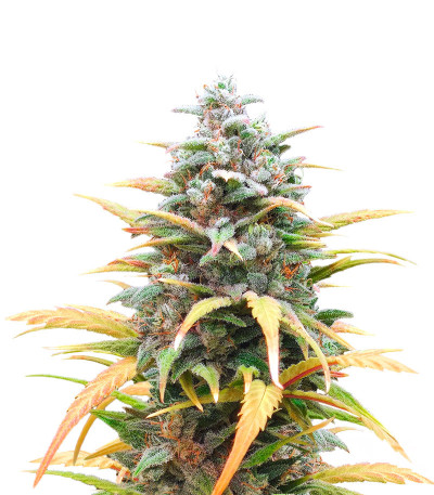 Сорт Auto Mix Pack #1 fem (Herbies Seeds) Сорт Auto Mix Pack #1 fem (Herbies Seeds) — изображение 4