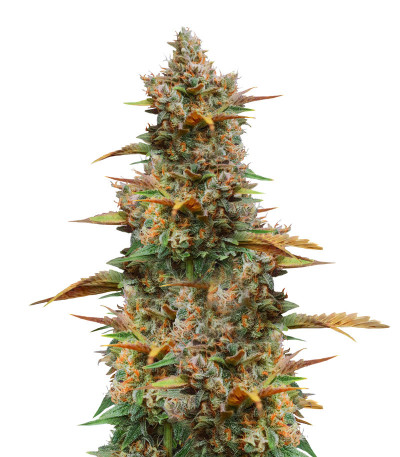 Сорт Auto Mix Pack #1 fem (Herbies Seeds) Сорт Auto Mix Pack #1 fem (Herbies Seeds) — изображение 5