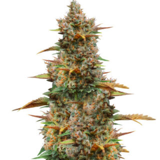 Сорт Godzilla Cookies Auto fem (Herbies Seeds) Сорт Godzilla Cookies Auto fem (Herbies Seeds)