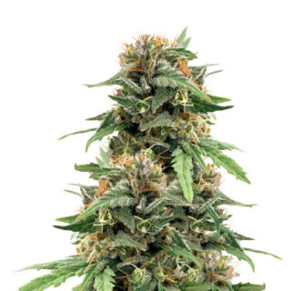 Сорт Golosa Early Version fem (Delicious Seeds) Сорт Golosa Early Version fem (Delicious Seeds)