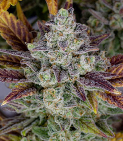 Сорт Gorilla Cookies Auto fem (FastBuds) Сорт Gorilla Cookies Auto fem (FastBuds) — изображение 4