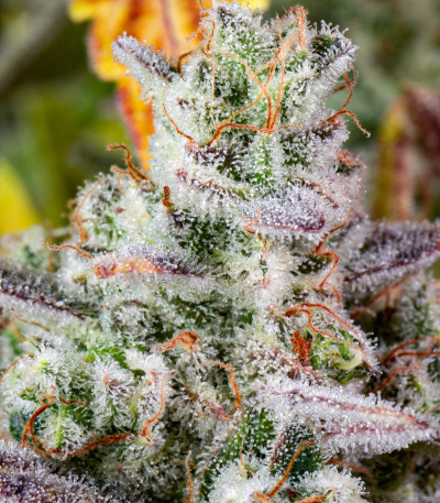 Сорт Gorilla Cookies Auto fem (FastBuds) Сорт Gorilla Cookies Auto fem (FastBuds) — изображение 6