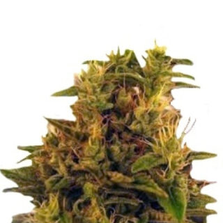 Сорт Amnesia Haze (Haze 1) fem (Nirvana Seeds)