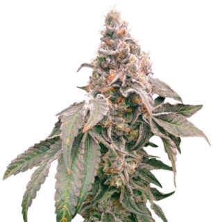 Сорт Mimosa Shot fem (Herbies Seeds)