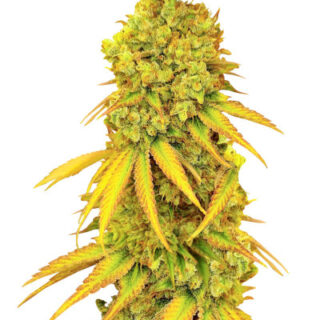 Сорт Pellezino Cookies fem (Original Sensible Seeds) Сорт Pellezino Cookies fem (Original Sensible Seeds)