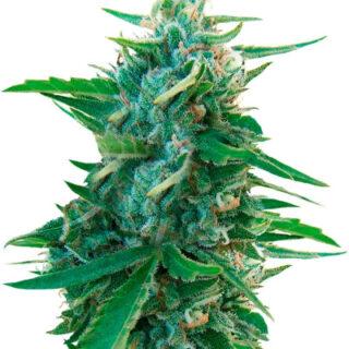 Сорт Sugar Black Rose Early Version fem (Delicious Seeds) Сорт Sugar Black Rose Early Version fem (Delicious Seeds)