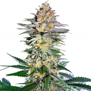 Сорт Alpha 21 fem (AlphaFem Seeds) Сорт Alpha 21 fem (AlphaFem Seeds)
