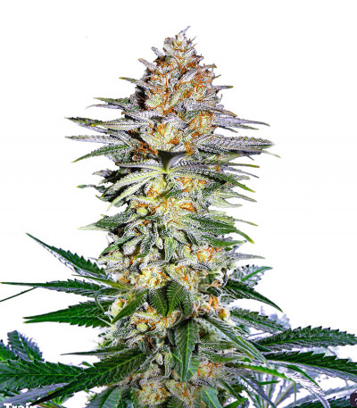 Сорт Alpha 21 fem (AlphaFem Seeds) Сорт Alpha 21 fem (AlphaFem Seeds)