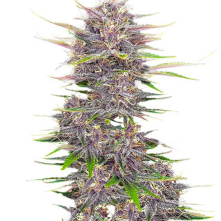 Сорт Banana Purple Punch Auto fem (FastBuds) Сорт Banana Purple Punch Auto fem (FastBuds)