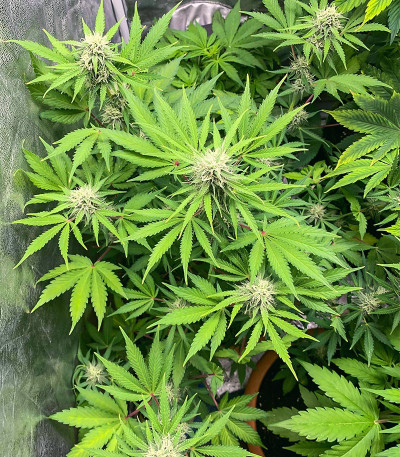 Сорт Chem Bomb Auto fem (Humboldt Seed Organization) Сорт Chem Bomb Auto fem (Humboldt Seed Organization) — изображение 3