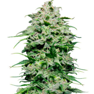 Сорт Chem Bomb Auto fem (Humboldt Seed Organization) Сорт Chem Bomb Auto fem (Humboldt Seed Organization)