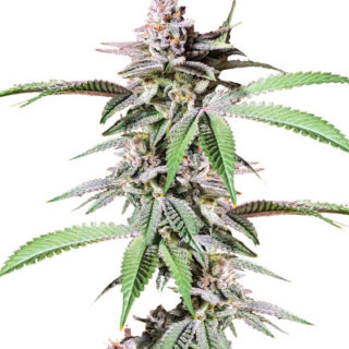 Сорт Dozy Breath fem (AlphaFem Seeds)