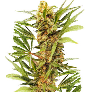 Сорт Dozy Cake fem (AlphaFem Seeds)