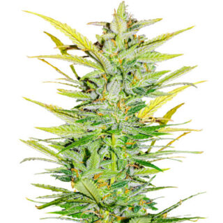 Сорт Dozy Whale fem (AlphaFem Seeds)
