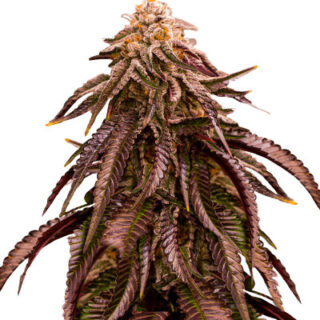 Сорт Dozywelly OG fem (AlphaFem Seeds)