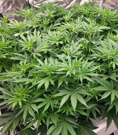 Сорт Future #1 fem (Blimburn Seeds) Сорт Future #1 fem (Blimburn Seeds) — изображение 4