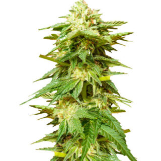 Сорт Hero Cookies fem (AlphaFem Seeds) Сорт Hero Cookies fem (AlphaFem Seeds)