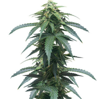 Сорт Roze Runtz fem (AlphaFem Seeds) Сорт Roze Runtz fem (AlphaFem Seeds)