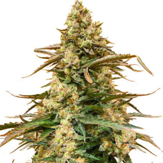 Сорт Sith OG fem (AlphaFem Seeds) Сорт Sith OG fem (AlphaFem Seeds)