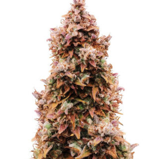 Сорт Totally Alpha OG Auto fem (AlphaFem Seeds)