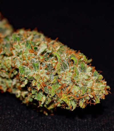 Сорт Durban Poison Auto fem (Humboldt Seed Company) Сорт Durban Poison Auto fem (Humboldt Seed Company) — изображение 3