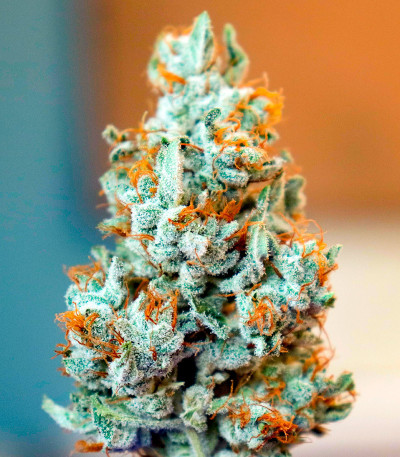 Сорт Durban Poison Auto fem (Humboldt Seed Company) Сорт Durban Poison Auto fem (Humboldt Seed Company) — изображение 5