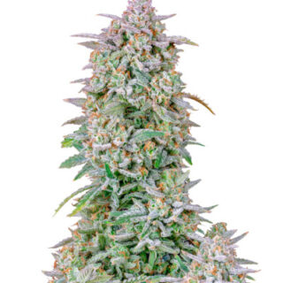 Сорт Forbidden Runtz Auto fem (FastBuds) Сорт Forbidden Runtz Auto fem (FastBuds)
