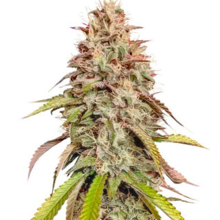 Сорт Gorilla Melon fem (FastBuds) Сорт Gorilla Melon fem (FastBuds)