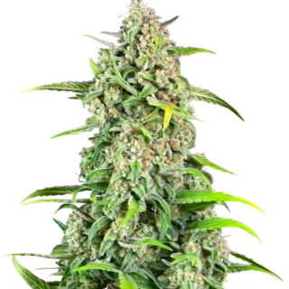 Сорт Jealousy Z XL Auto fem (Sweet Seeds) Сорт Jealousy Z XL Auto fem (Sweet Seeds)