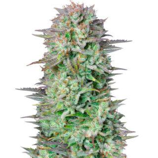 Сорт Kosher Cake Auto fem (FastBuds) Сорт Kosher Cake Auto fem (FastBuds)