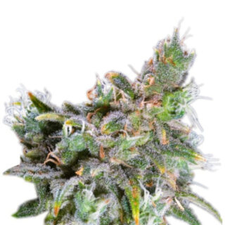 Сорт Magic Bud fem (Paradise Seeds) Сорт Magic Bud fem (Paradise Seeds)