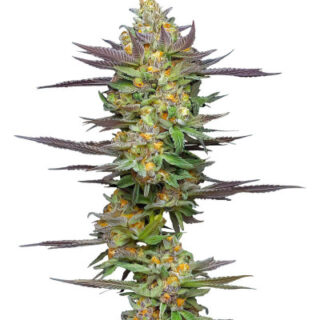 Сорт Mint Jelly Auto fem (Humboldt Seed Company) Сорт Mint Jelly Auto fem (Humboldt Seed Company)