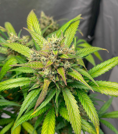 Сорт Papaya Zoap Auto fem (Sweet Seeds) Сорт Papaya Zoap Auto fem (Sweet Seeds) — изображение 5