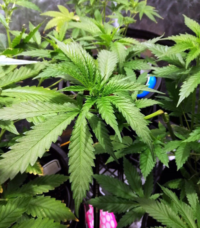 Сорт Pineapple Chunk fem (Barney's Farm) Сорт Pineapple Chunk fem (Barney's Farm) — изображение 3