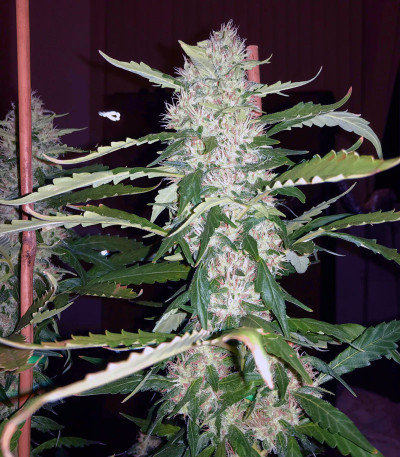 Сорт Pineapple Chunk fem (Barney's Farm) Сорт Pineapple Chunk fem (Barney's Farm) — изображение 6