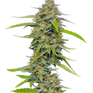 Сорт Strawberry Cheesecake Auto fem (Humboldt Seed Company) Сорт Strawberry Cheesecake Auto fem (Humboldt Seed Company)
