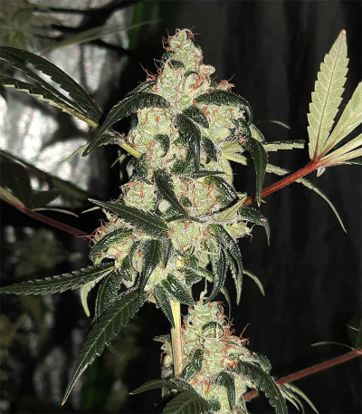 Сорт Wedding Cake fem (Barney's Farm) Сорт Wedding Cake fem (Barney's Farm) — изображение 4