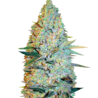 Сорт Amnesium fem (Victory Seeds)