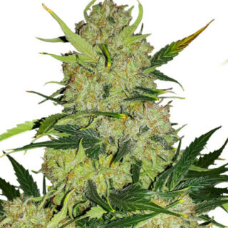 Сорт Apollo F1 Auto fem (RQS) Сорт Apollo F1 Auto fem (RQS)