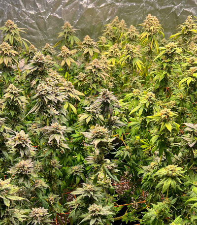 Сорт Apple Betty fem (Herbies Seeds) Сорт Apple Betty fem (Herbies Seeds) — изображение 3