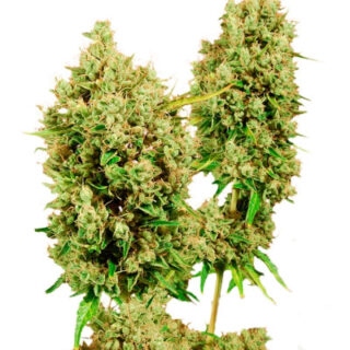 Сорт LSD fem (Barney's Farm) Сорт LSD fem (Barney's Farm)